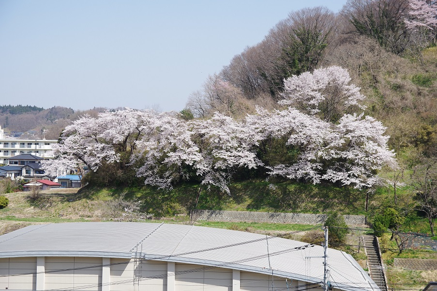 旧三春中と金毘羅山の桜